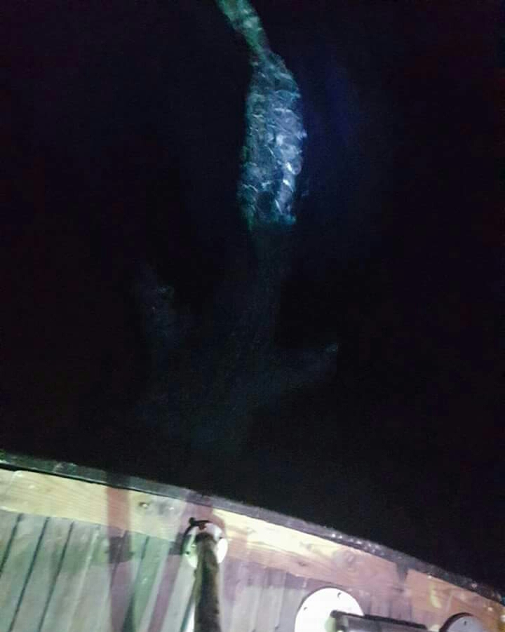 القرش الحوت يظهر ليلا بالغردقة 3